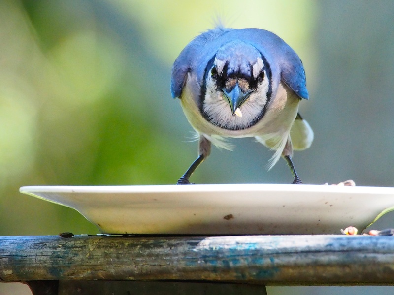 waste removal garden clearance
